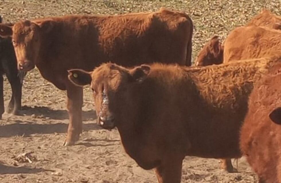 Huinca Renancó: denuncian robos y ataques a balazos al ganado