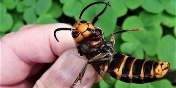 Vespa mandarinia o Avispón Gigante Asiático (Web)