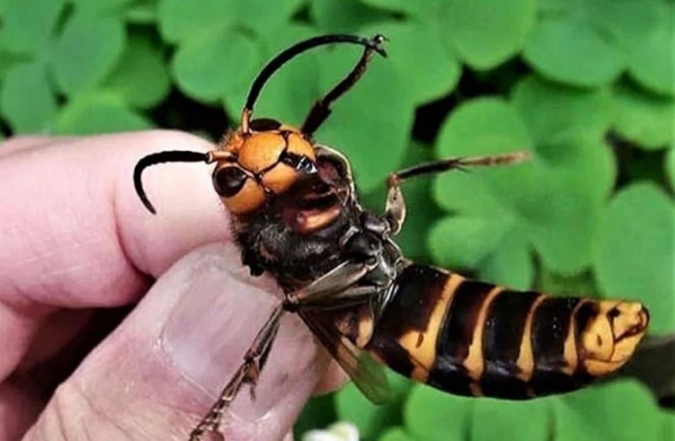 Estados Unidos lucha contra avispones gigantes que erradican abejas y pueden matar humanos