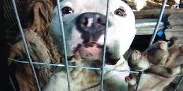 Tauro tenía 2 años y tres meses, vivía junto a otros dos perros en una chacra de Roca\u002E