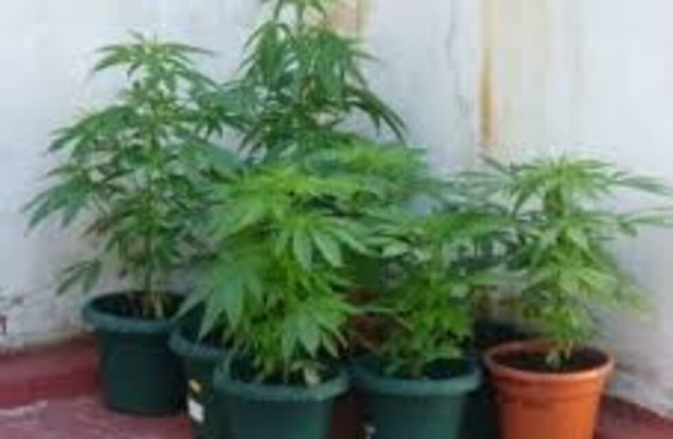 Madre denunció que su hijo le robó a su socio y descubrieron plantas de marihuana en su casa