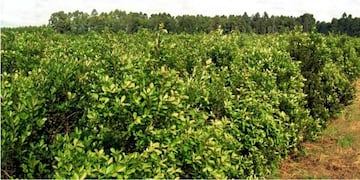 El 16 de octubre el INYM estará en Colonia Alicia inscriiendo yerbales y productores