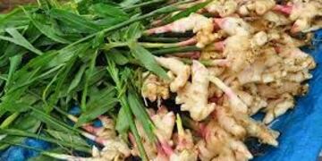 Jengibre producido en Misiones\u002E