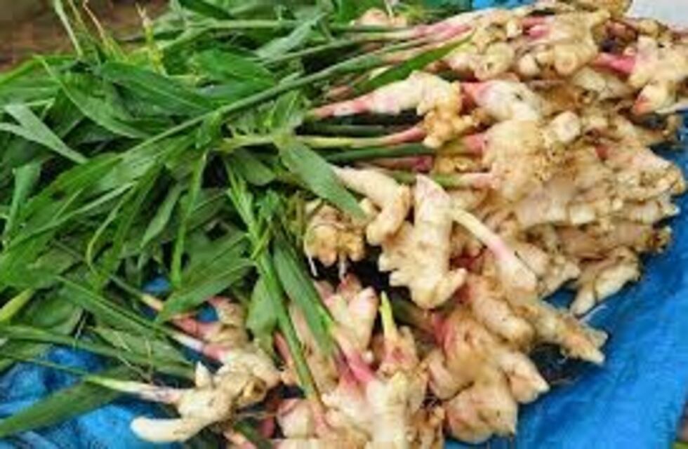 Avanza en Misiones la producción de jengibre