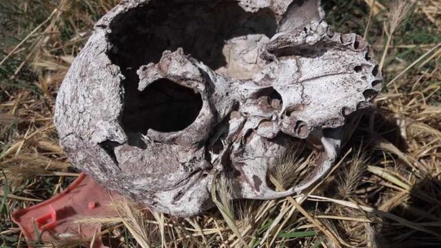 Cráneo encontrado