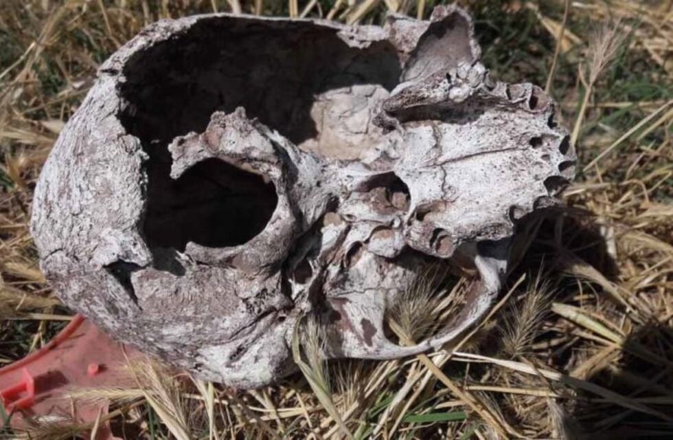 Bahía Blanca: un niño encontró un cráneo humano en un terreno baldío