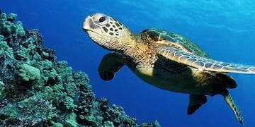 Tortuga marina en peligro