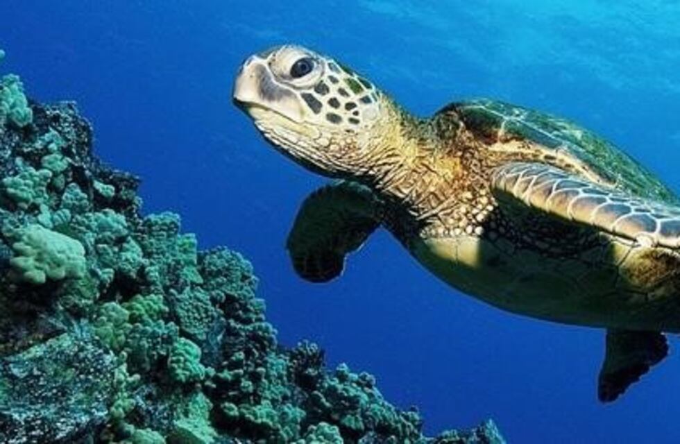 Rescataron una tortuga que tenía en su interior cantidades alarmantes de plástico