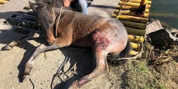 Rescate de caballo\u002E Bomberos Voluntarios de Ushuaia\u002E