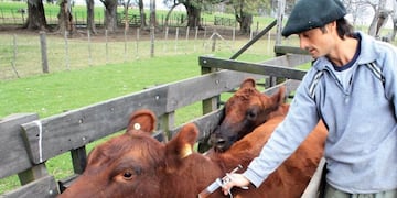 Investigadores de la UNLP lograron resolver más de 400 casos de robo de ganado en la provincia