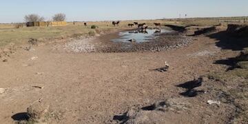 Los equinos fueron encontrados por la Policía en la ciudad de Laboulaye\u002E (LV16)