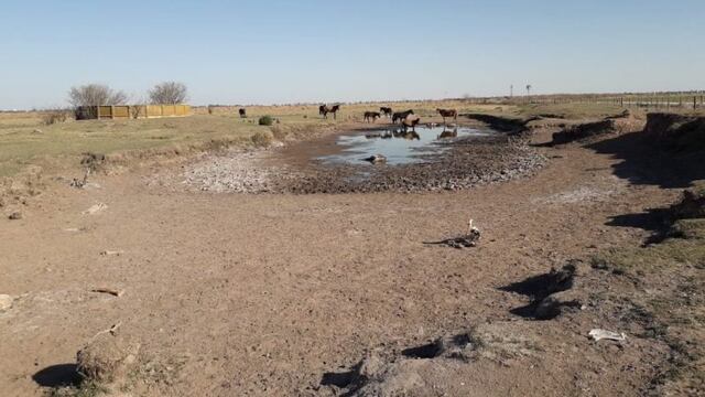 Los equinos fueron encontrados por la Policía en la ciudad de Laboulaye\u002E (LV16)