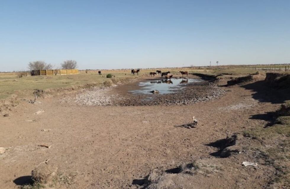 Dejaron sin agua en un campo a una tropilla de caballos: cuatro murieron y 30 fueron rescatados