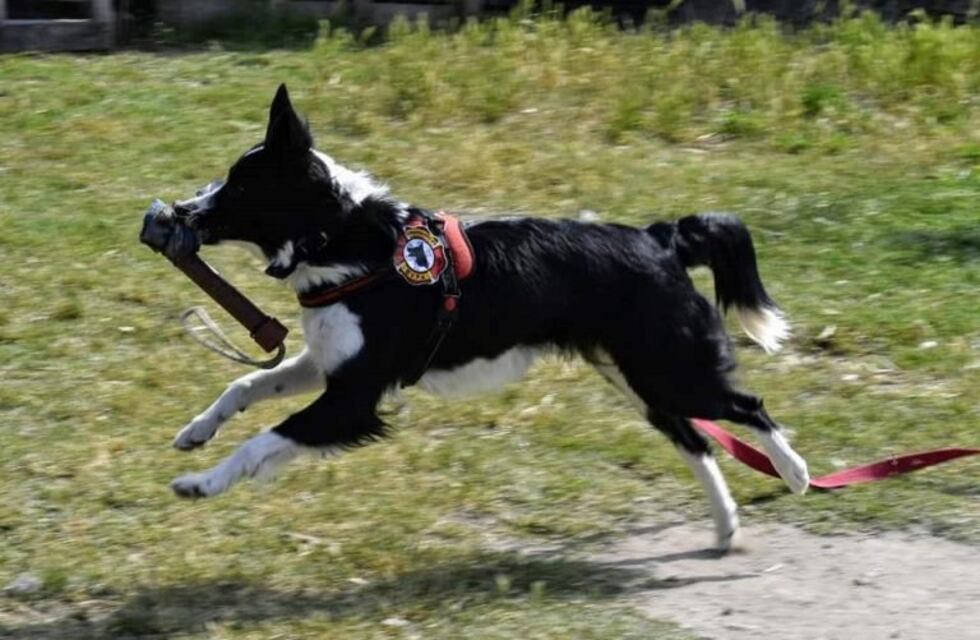 El K9 reaviva la búsqueda de un joven por un sorprendente hallazgo