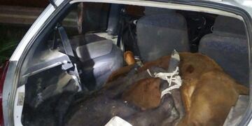 Cargaron dos terneros en un auto y terminaron condenados a 4 años de prisión por abigeato