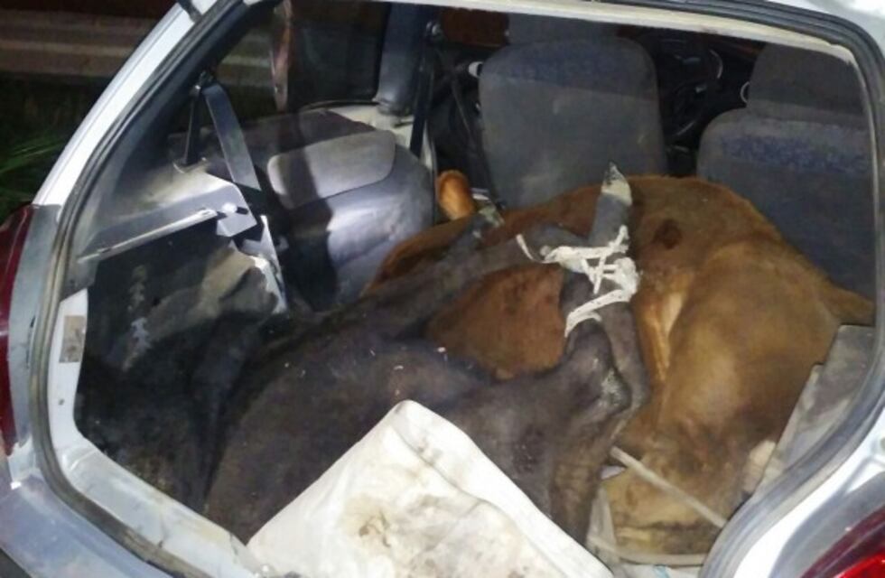 Lograron meter dos terneros en un Suzuki Fun y terminaron condenados a 4 años de prisión por abigeato