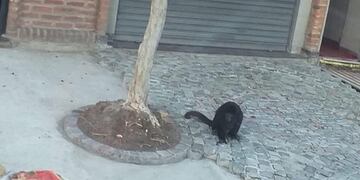 Volvieron a ver al mono de Ringuelet\u002E