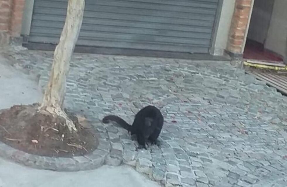 El mono de Ringuelet volvió a pasearse frente a la Primaria N° 60