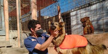 Perritos de los Caniles Municipales de Villa Carlos Paz. (Foto: archivo / Muni Mascotas Villa Carlos Paz).