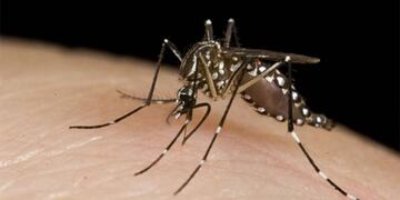 Mosquito, principal vector de transmision del dengue\u002E