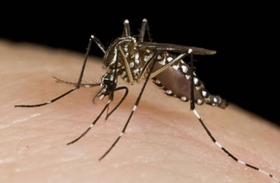 Dengue: aparecieron los primeros casos en Resistencia