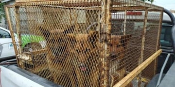 El dueño de los tres ovejeros alemanes fue multado por la justicia de faltas (web)\u002E