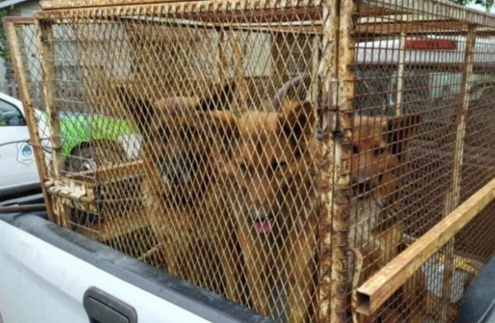 El dueño de los perros que atacaron a dos mujeres en Mogotes recibió una multa de 50 mil pesos