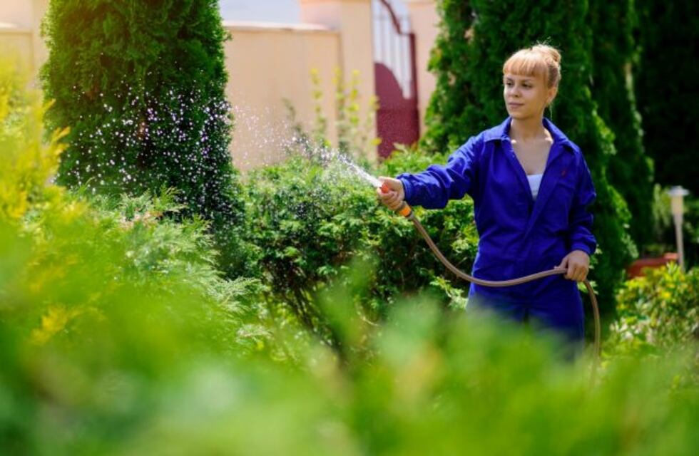 Plantas aromáticas: una brisa deliciosa que llena de alegría nuestro hogar
