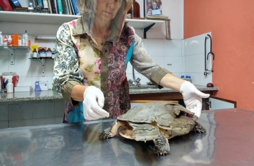En medio de la tormenta atropellaron a una tortuga en el centro de Rosario