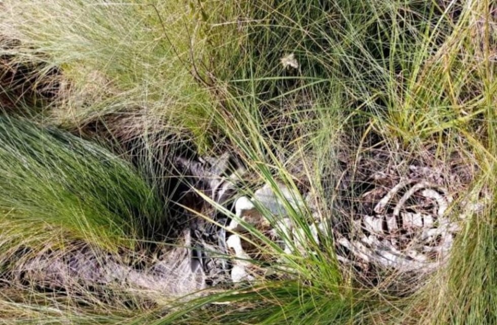 Encontraron huesos humanos en el barrio Prat de Posadas