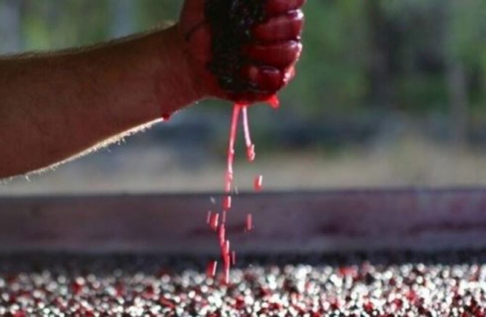 Lavalle es sede virtual del Tercer Seminario Latinoamericano de Vino Casero y Artesanal