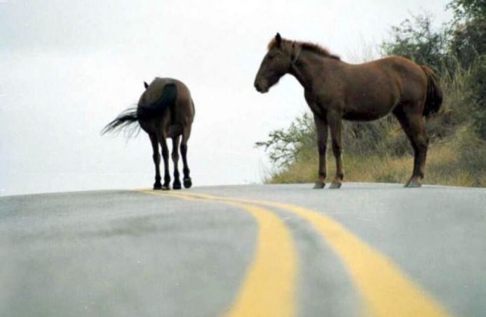 Un motociclista y un equino involucrados en un siniestro vial