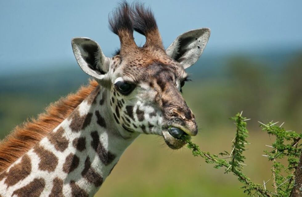 Entre todas las jirafas hay una serpiente escondida: ¿se animan a encontrarla?