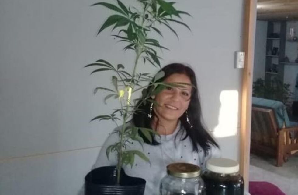 Le devuelven plantas de cannabis a una platense que utiliza para medicar a su nieto