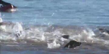 Las atletas estuvieron a punto de chocarse con la criatura este jueves\u002E (@tycsports)