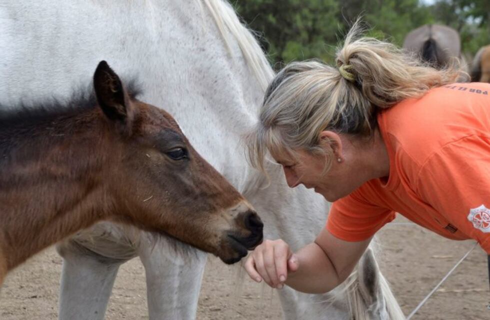 "La situación de los caballos ha cambiado sustancialmente"