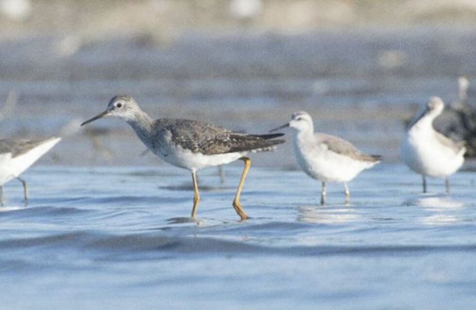 Simpático curso de observación de aves "para los que no tienen ni idea"