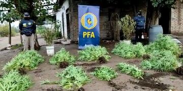 mediante un allanamiento, en Guaymallén Policía Federal secuestró 13 plantas de marihuana y detuvo un hombre 29 años de edad.