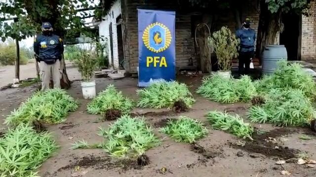 mediante un allanamiento, en Guaymallén Policía Federal secuestró 13 plantas de marihuana y detuvo un hombre 29 años de edad.