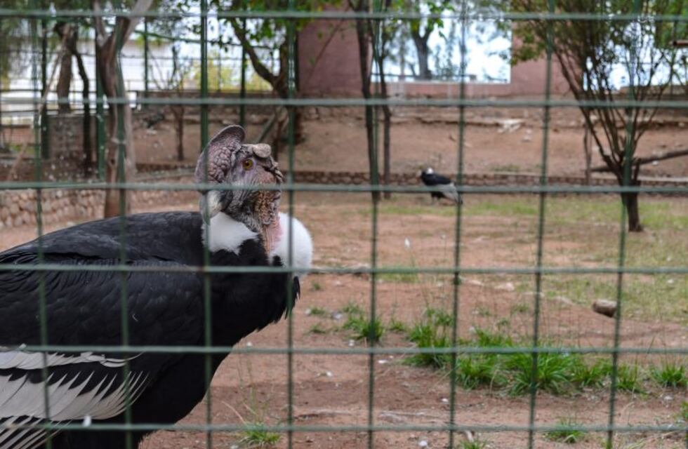 Trasladan pichón de cóndor hacia Buenos Aires