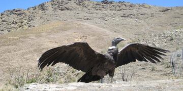 Tafí del Valle: rescataron y salvaron a cinco Cóndores Andino\u002E (Gobierno de Tucumán)
