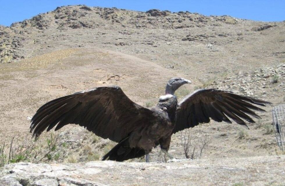 Tafí del Valle: rescataron y salvaron a cinco Cóndores Andino
