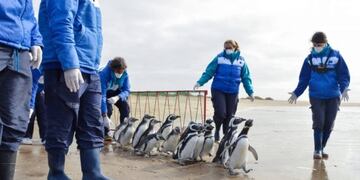 Pijuí, el pingüino que fue recuperado en Córdoba y que esta semana de mayo volvió al mar\u002E (Foto Fundación Mundo Marino)