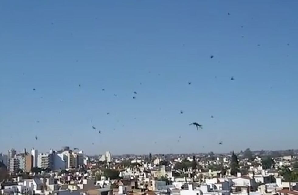 Langostas en Córdoba: sin daños en los cultivos hasta este martes