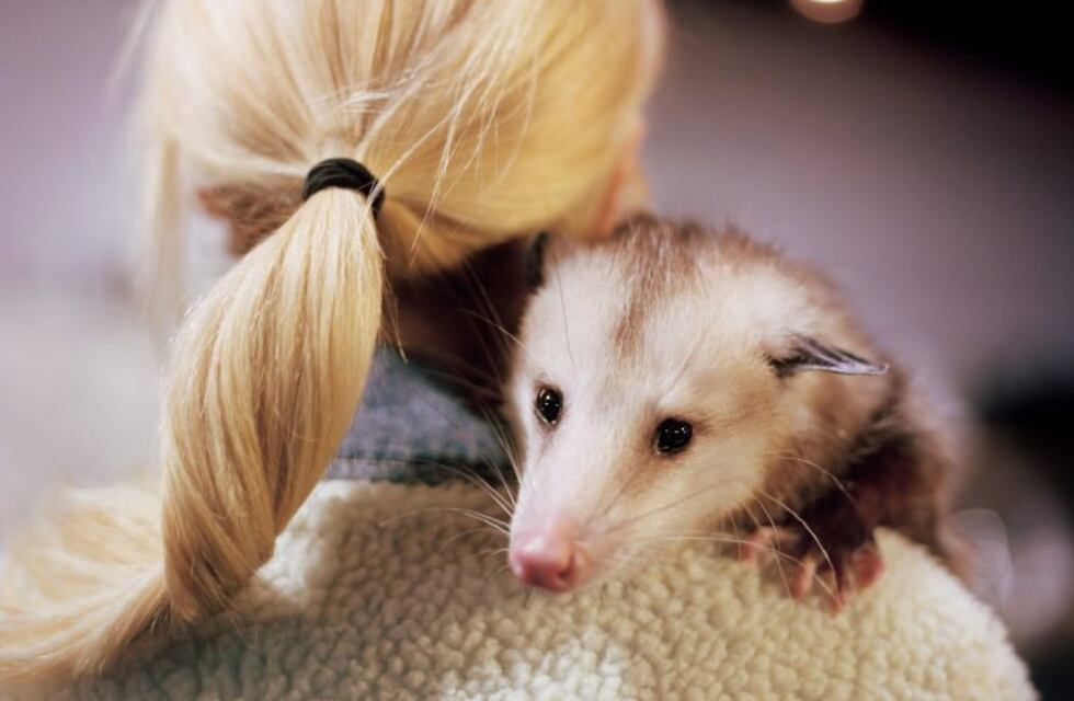 Cómo saber cuándo es el momento de decirle "adiós" a una mascota