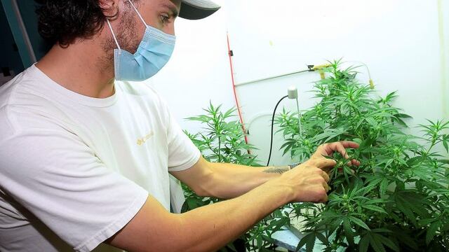 Mitch Westmoreland looks at the flower buds on hemp plants in a growth chamber at Utah State University on Tuesday, July 28, 2020, in Logan, Utah\u002E Ninety years ago, hemp researchers at Utah State University grew cannabis for rope and had no way to test the THC content in crops other than smoking it and monitoring the effects\u002E Research halted in 1970 when then-President Richard Nixon signed the Controlled Substances Act\u002E Now that it’s legal to grow once more USU researchers are back at it — only this time, they’re using technology and testing to determine the optimal ways to grow the plant for high yield and cannabinoid content, and what that means for Utah growers\u002E  (Eli Lucero/The Herald Journal via AP)