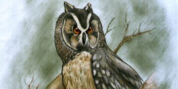 Sorprendente hallazgo: descubrieron una lechuza gigante \