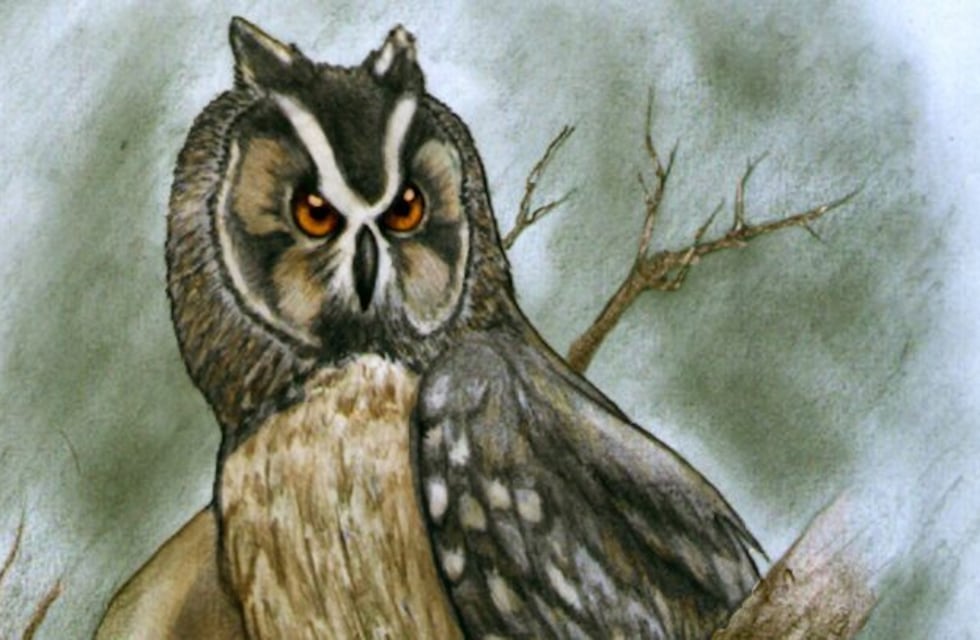 Sorprendente hallazgo: descubrieron una lechuza gigante "caníbal" de 40 mil años
