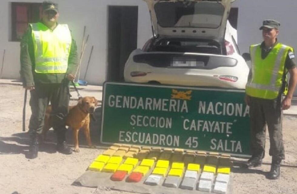 Tyler, el perro que se convirtió en la pesadilla de los narcos