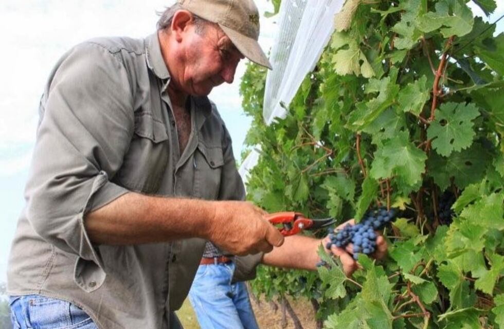 Financiarán a productores vitivinícolas mendocinos